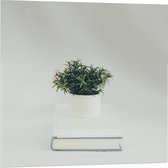 Acrylglas - Plant op een Boek - 80x80cm Foto op Acrylglas (Wanddecoratie op Acrylglas)