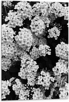 Tuinposter – Witte Struik met Bloemen - 60x90cm Foto op Tuinposter  (wanddecoratie voor buiten en binnen)