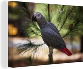 Canvas Schilderij Grijze roodstaart of papegaaiachtige in de schaduw van een blad - 120x80 cm - Wanddecoratie