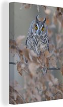 Un hibou à longues oreilles à l'automne dans un arbre Toile 80x120 cm - Tirage photo sur toile (Décoration murale salon / chambre)