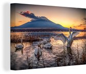 La mère d'une famille de cygnes dans l'eau lors d'un coucher de soleil toile 90x60 cm - Tirage photo sur toile (Décoration murale salon / chambre)