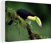 Un toucan regarde curieusement d'une branche Toile 90x60 cm - Tirage photo sur toile (Décoration murale salon / chambre)