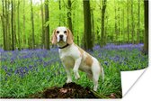 Beagle in een kleurrijk bos Poster 120x80 cm - Foto print op Poster (wanddecoratie woonkamer / slaapkamer) / Huisdieren Poster
