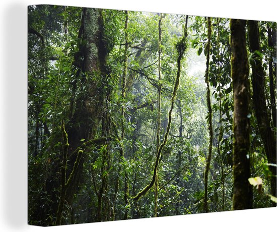 Canvas Schilderij Tropisch regenwoud - 90x60 cm - Wanddecoratie