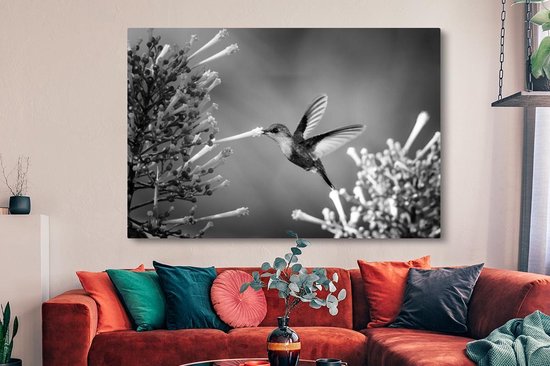 Nymphe des bois couronnée violette dans le parc national du Costa Rica en toile noir et blanc 2cm 150x100 cm - Tirage photo sur toile (Décoration murale salon / chambre) / Animaux sauvages Peintures sur toile