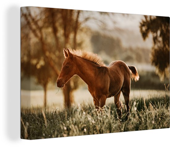 Poulain quarter horse dans les pâturages 120x80 cm - impression photo sur toile peinture (Décoration murale salon / chambre à coucher) / Mammifères toile Peintures