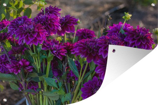 Affiche de jardin Bunch with Dahlias Toile en vrac