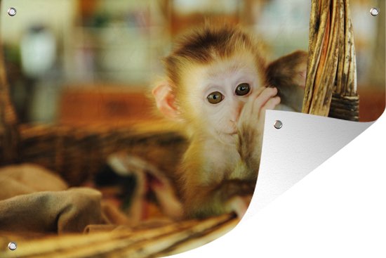 Baby aap in een rieten mand