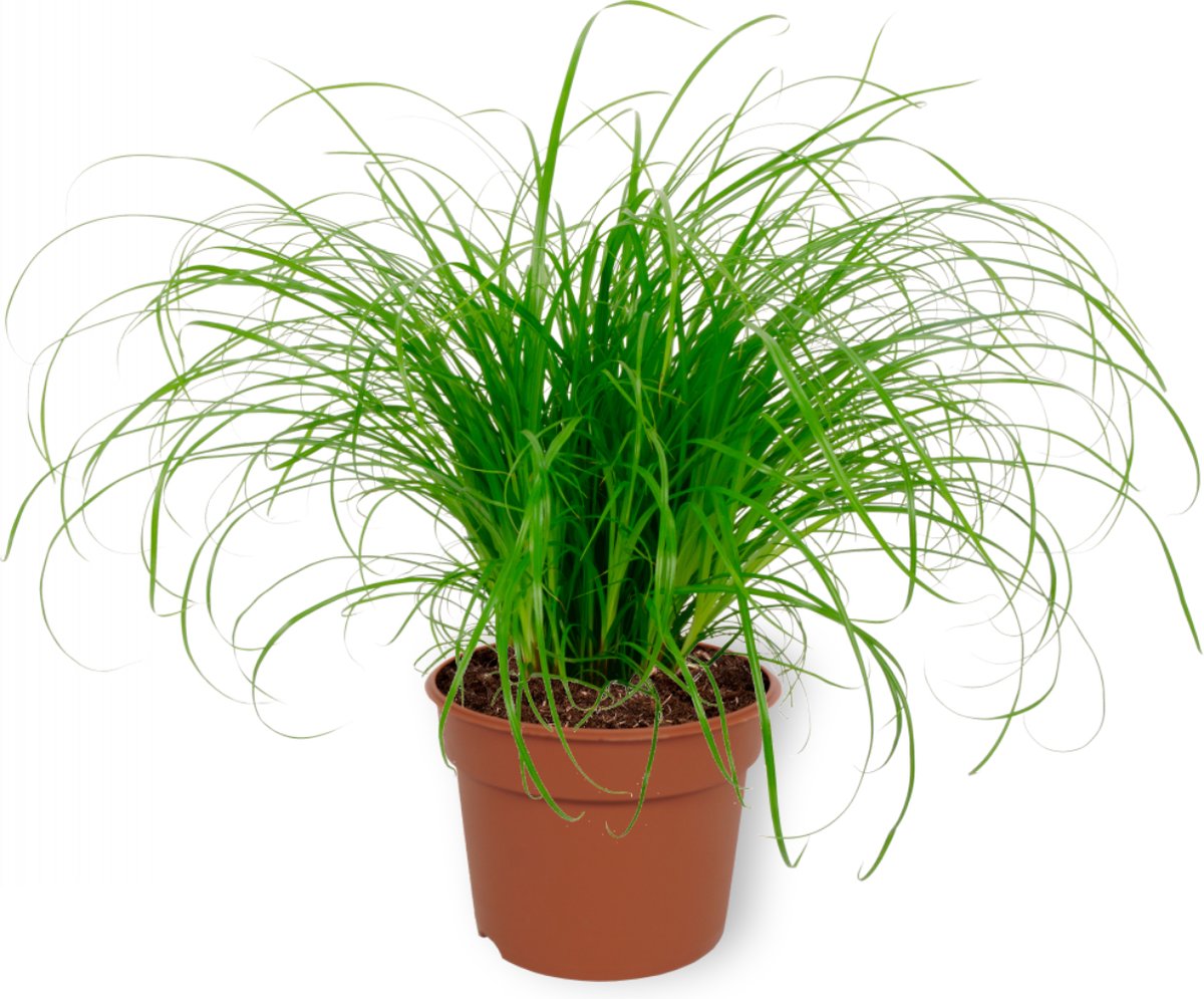 Plante D int rieur Cyperus Zumula Herbe Chat 12cm De Diam tre plante-d-int-rieur-cyperus-zumula-herbe-chat-12cm-de-diam-tre