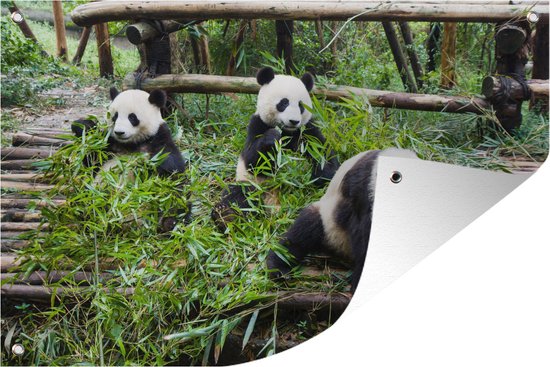 Jonge panda's aan het eten