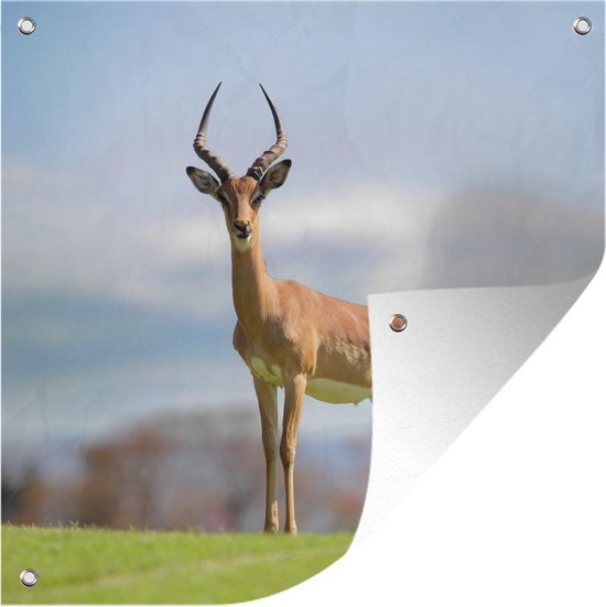 Tuindoek Gazelle - Sportief - Gras - 100x100 cm | bol.com