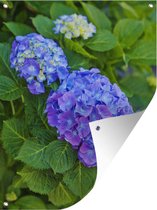 Tuinschilderij Close-up van een paarsblauwe hortensia - 60x80 cm - Tuinposter - Tuindoek - Buitenposter