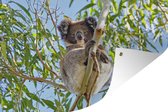 Tuinposter - Tuindoek - Tuinposters buiten - Koala - Lucht - Takken - Kinderen - Jongens - Meiden - 120x80 cm - Tuin