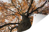 Tuinposters buiten Amerikaanse kastanjeboom tijdens de herfst - 90x60 cm - Tuindoek - Buitenposter