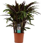 Decorum Calathea Elgergrass – ↨ 50cm – ⌀ 17cm