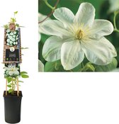 Klimplant Clematis Guernsey Cream 75 cm