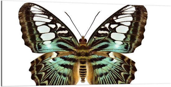 Dibond - Blauw/Bruine Vlinder op Witte Achtergrond - 200x100cm Foto op Aluminium (Wanddecoratie van metaal)