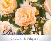 Rosa rambler 'Ghislaine de Féligonde'