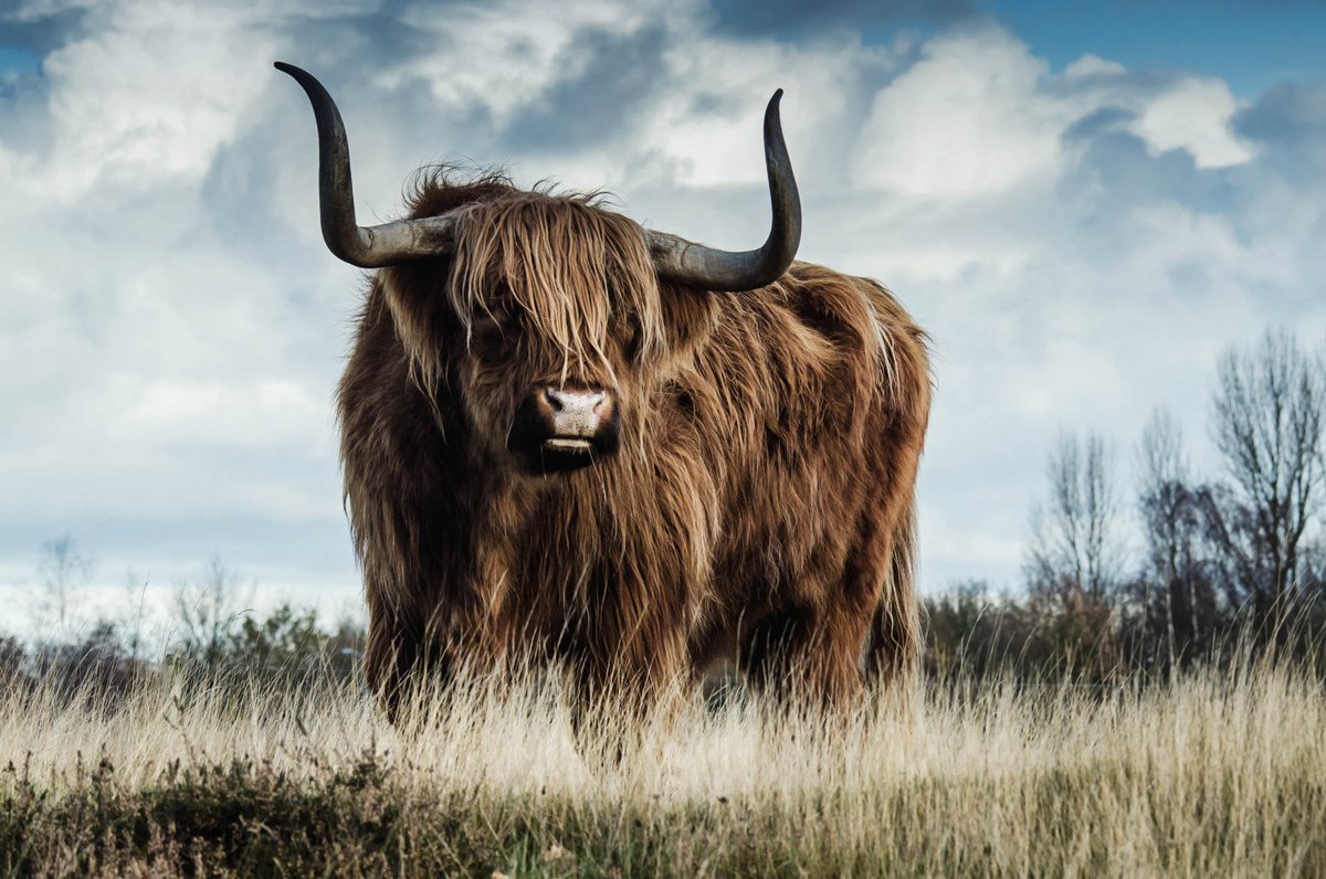 Schilderij - schotse hooglander - Collectie european wildlife - Dibond wit - 148x98cm