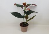 Kamerplant van Botanicly – Stippenbegonia – Hoogte: 40 cm – Begonia maculata