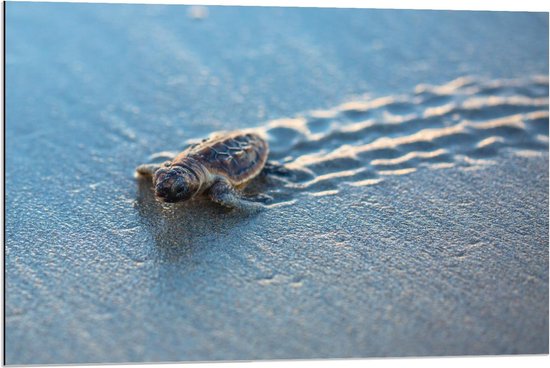 Dibond - Klein Schildpadje op het Strand - 90x60cm Foto op Aluminium (Wanddecoratie van metaal)