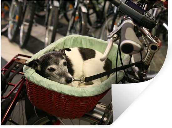 Muurstickers - Sticker Folie - Jack Russel hond in een fietsmand - 40x30 cm - Plakfolie - Muurstickers Kinderkamer - Zelfklevend Behang - Zelfklevend behangpapier - Stickerfolie
