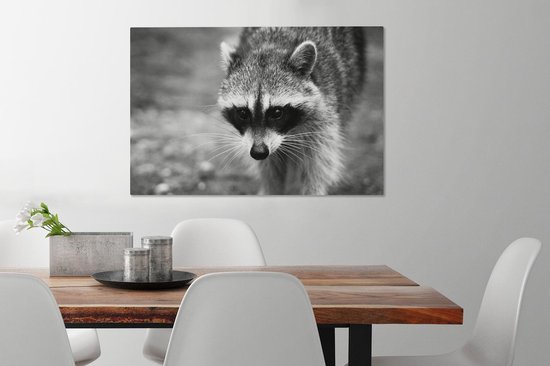 Raton laveur à la chasse sur toile 2cm 90x60 cm - Tirage photo sur toile (Décoration murale salon / chambre) / Peintures sur toile animaux sauvages