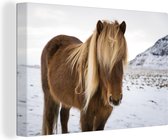 Portrait d'un cheval islandais curieux 30x20 cm - petit - Tirage photo sur toile (Décoration murale salon / chambre) / animaux sauvages Peintures sur toile
