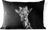 Buitenkussens - Tuin - Giraffe tegen zwarte achtergrond in zwart-wit - 50x30 cm