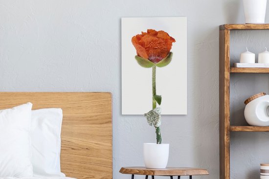 Pavot Oranje devant une toile de fond blanc 20x30 cm - petit - Tirage photo sur toile (Décoration murale salon / chambre) / Peintures Fleurs sur toile