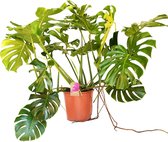 Kamerplant van Botanicly – Gatenplant – Hoogte: 90 cm – Monstera Deliciosa