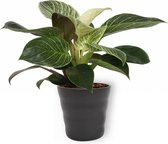 Kamerplant Philodendron White Wave - Unieke Kamerplant - ± 25cm hoog - 12cm diameter - in zwarte pot