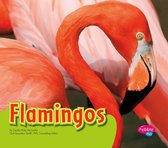 Colorful World of Animals - Flamingos
