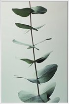 JUNIQE - Poster in kunststof lijst Eucalyptus Green -40x60 /Groen &