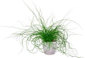 Kamerplant Juncus Liebeslocken – Kurkentrekkersgras - ± 35cm hoog – 12 cm diameter - in betonnen lila pot