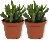 2x Kamerplant Crassula Horn Tree - Jadeplant - ± 15cm hoog - 7cm diameter