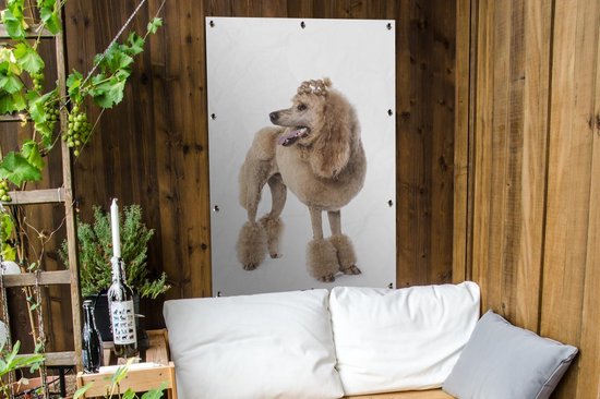 Poster Caniche au jardin du coiffeur toile en vrac 80x120 cm - Toile de jardin / Toile d'extérieur / Peintures pour l'extérieur (décoration de jardin)