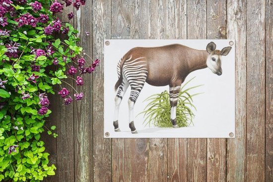 Illustration d'un poster de jardin Okapi 80x60 cm - Toile de jardin / Toile d'extérieur / Peintures d'extérieur (décoration de jardin)