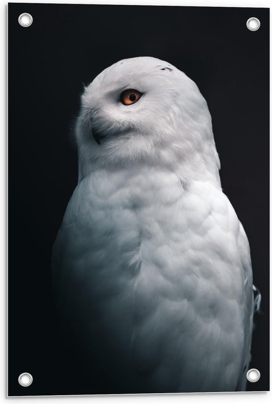 Tuinposter – Witte Uil - 40x60cm Foto op Tuinposter  (wanddecoratie voor buiten en binnen)
