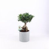Kamerplant van Botanicly – Chinese vijg met grijze sierpot als set – Hoogte: 55 cm – Ficus microcarpa Ginseng