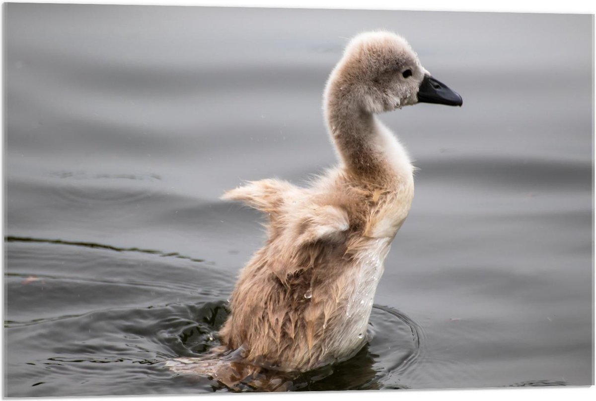 Acrylglas - Baby Eend in Water - 90x60cm Foto op Acrylglas (Wanddecoratie op Acrylglas)