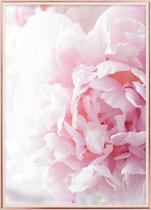 Poster Met Metaal Rose Lijst - Roze Pioenroos Bloem Poster