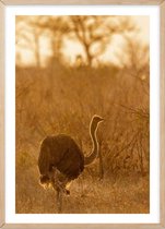 Poster Met Eiken Lijst - Afrikaanse Struisvogel Poster