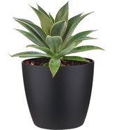 Mangave Lavender Lady - Kamerplant - Tuinplant - Met Elho® Bloempot Zwart - 15cm