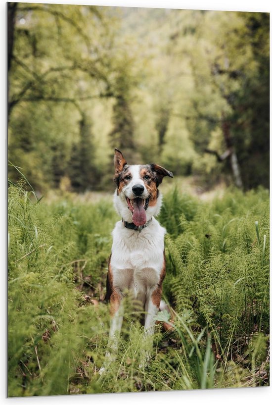 Dibond - Blije Hond in de Bossen - Foto op Aluminium (Met Ophangsysteem)