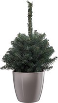 Picea Super Blue - Spar - Kerstboom - Met Elho® Brussels Diamon Bloempot Oyster Pearl - 50cm