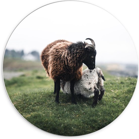 Forex Wandcirkel - Schapen met Hoorns  - 70x70cm Foto op Wandcirkel (met ophangsysteem)