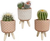 Bolcactus mix in terracotta betonpot op 3 pootjes | 3 stuks | Ø 8,5 cm |  16 - 19 cm