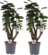 FloriaFor - Duo Polyscias Fabian Vertakt - - ↨ 50cm - ⌀ 17cm