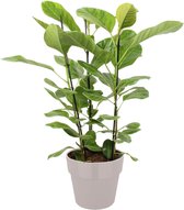 Ficus Altissima In ELHO Sierpot (grijs) - Vers Van De Kweker - ↨ 105cm - ⌀ 27cm - [Mama's Planten]
